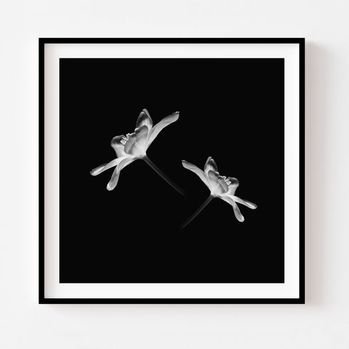 Duo Tulips - Floral Art Prints