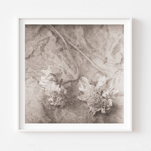 Scabiosa No.1 - Signed Edition Art Print