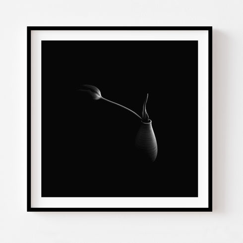 Hidden Tulip - Floral Art Prints
