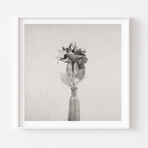 Rose No.3 - Signed Edition Art Print