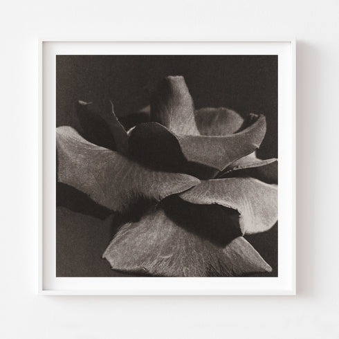 Rose No.2 - Signed Edition Art Print