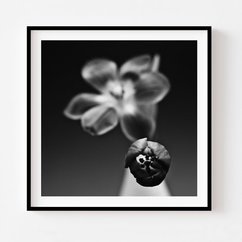 Tulips in a vase II - Floral Art Prints