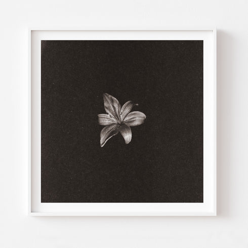 Lilium No.3 - Signed Edition Art Print