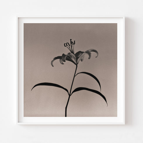 Lilium No.6 - Signed Edition Art Print