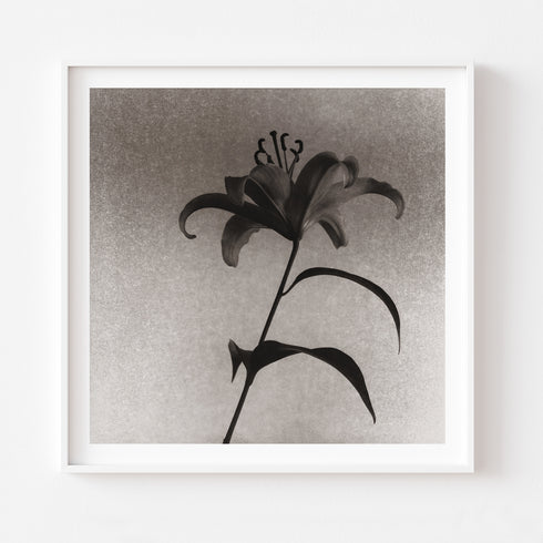 Lilium No.4 - Signed Edition Art Print