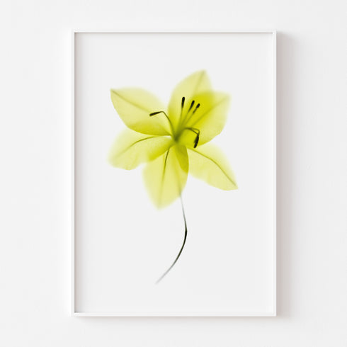 Neon Green Lily Floral Art Print