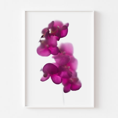Magenta Orchids Floral Art Print