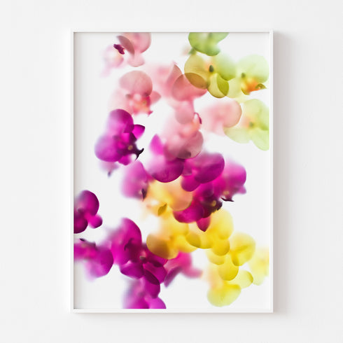 Bright Orchids II Floral Art Print
