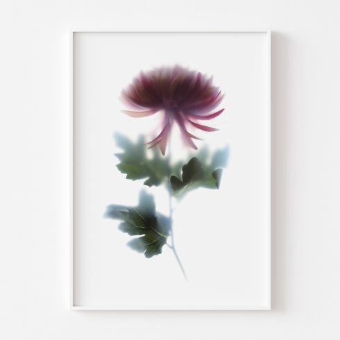 Pink Chrysanthemum Floral Art Print