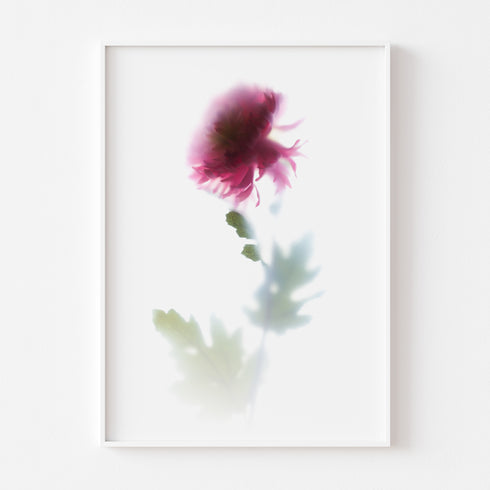 Pink Chrysanthemum Stem Floral Art Print