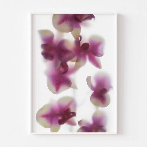 Pink White Orchids I Floral Art Print