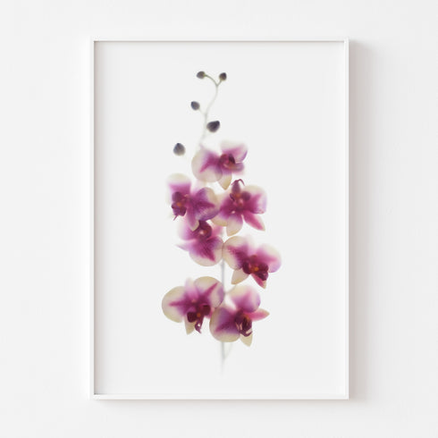 Pink White Orchids II Floral Art Print