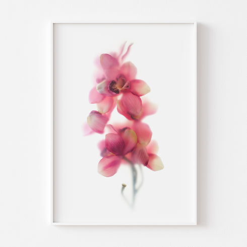 Abstract Pink Orchids II Floral Art Print