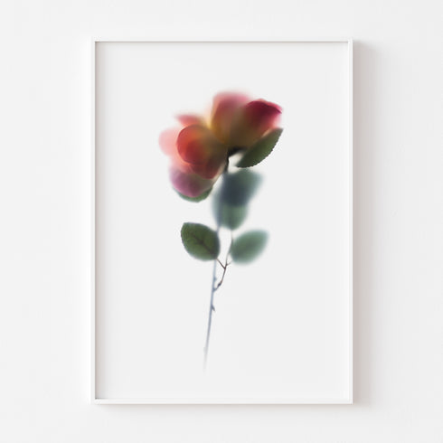 Pink Salmon Rose Floral Art Print
