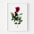 Pink Rose Stem Floral Art Print