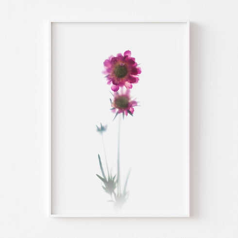 Pink Scabiosa Stem II Floral Art Print