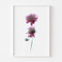 Pink Scabiosa Stem I Floral Art Print