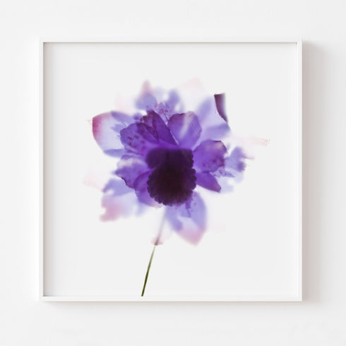 Purple Orchid Floral Art Print