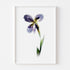 Purple Iris Stem Floral Art Print