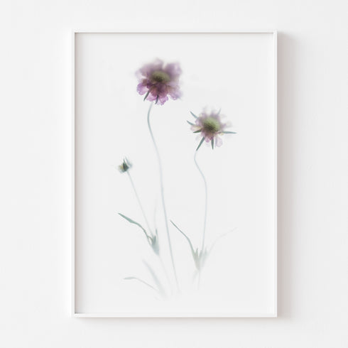 Purple Scabiosa Floral Art Print