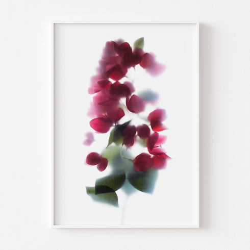 Red Bougainvillea Floral Art Print