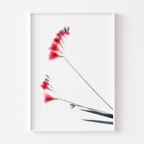 Red Freesias I Floral Art Print
