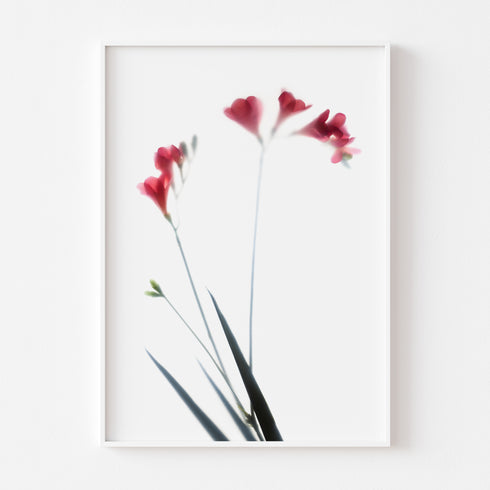 Red Freesias II Floral Art Print