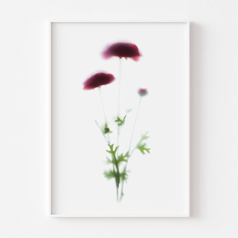 Red Poppies Floral Art Print