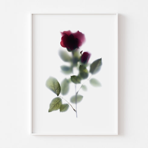 Red Rose Stem Floral Art Print
