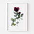 Red Rose Stem Floral Art Print