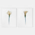 White Calla Lily Art Print Set