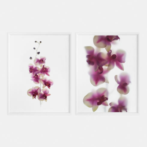 Pink Orchids Art Print Set