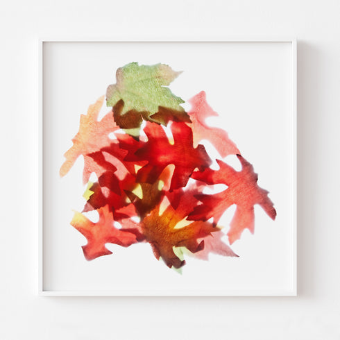 Autumn Leaves I Botanical Art Print