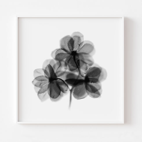 Black Blooms Floral Art Print