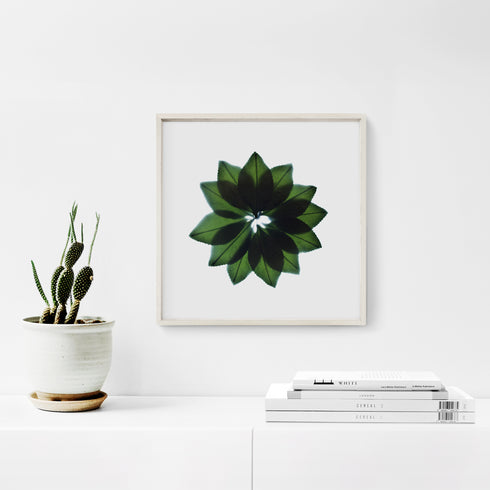 Green Leaf Fan Floral Art Print