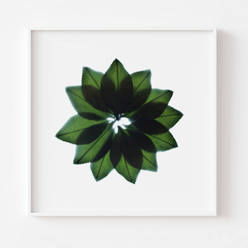 Green Leaf Fan Floral Art Print
