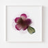 Magenta Bloom Floral Art Print