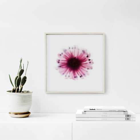 Magenta Anemone Floral Art Print