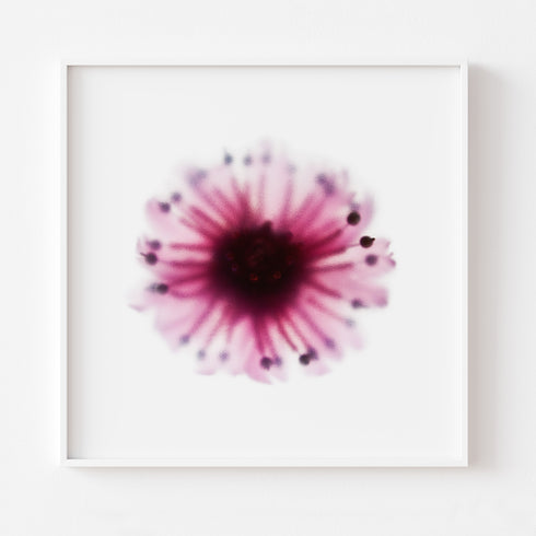 Magenta Anemone Floral Art Print