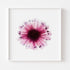 Magenta Anemone Floral Art Print