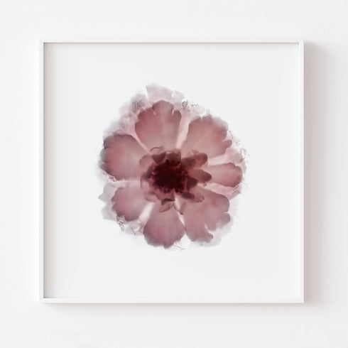 Pink Lace Rose Floral Art Print