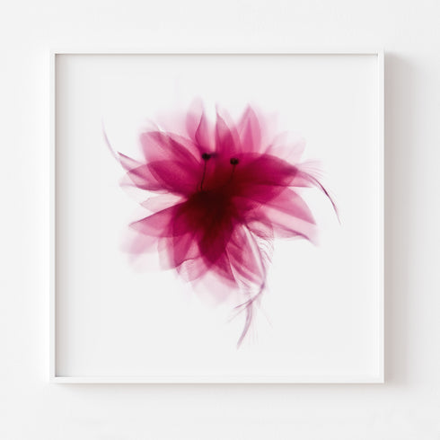 Magenta Lily Floral Art Print