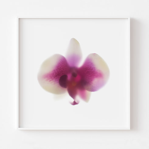 Magenta White Orchid Floral Art Print