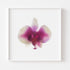 Magenta White Orchid Floral Art Print
