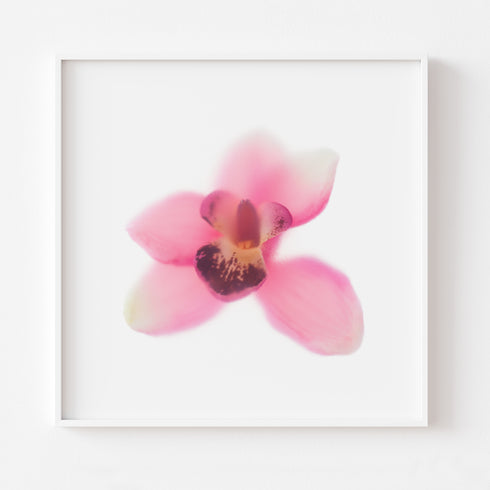 Pink Orchid Floral Art Print