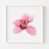 Pink Orchid Floral Art Print