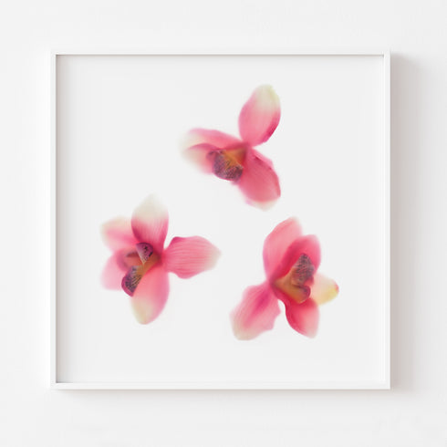 Pink Orchids Trio Floral Art Print
