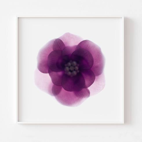 Purple Bloom Floral Art Print