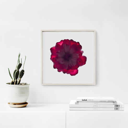 Magenta Rose Floral Art Print