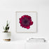 Magenta Rose Floral Art Print